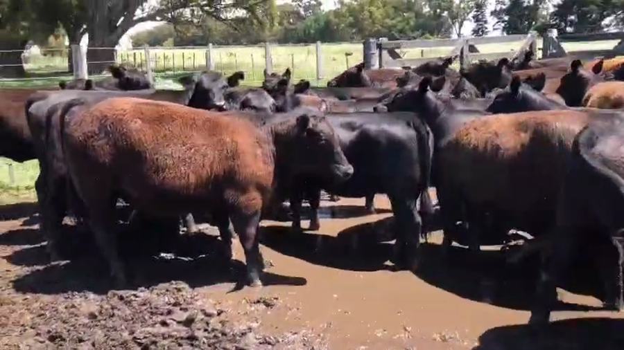 Lote 42 Vaquillonas en Benito Juarez