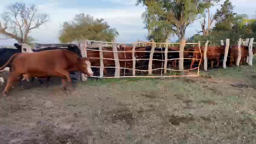 Lote 48 Vacas nuevas C/ gtia de preñez