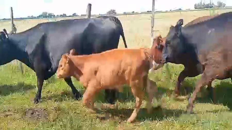 Lote 27 Vacas con Cría