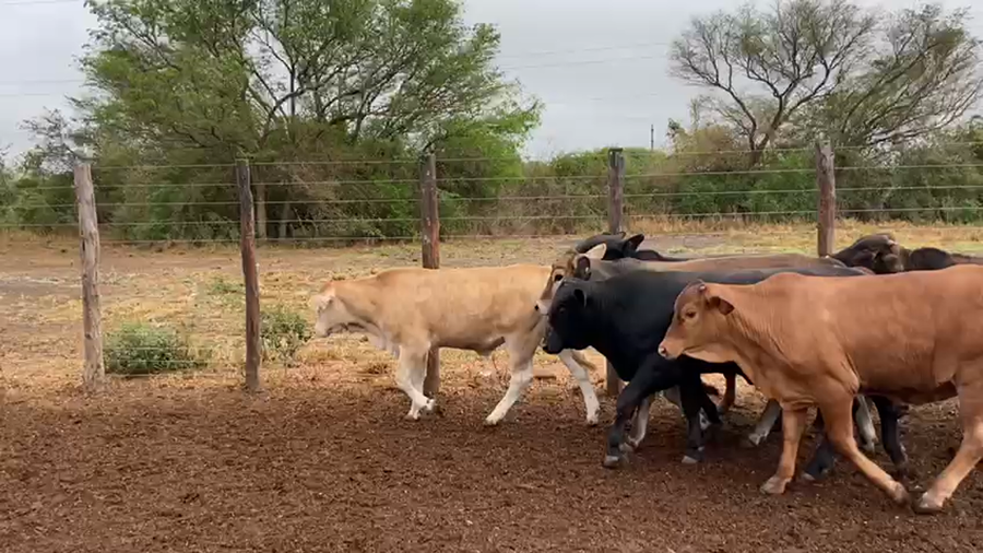 Lote 90 Novillitos en Gral. Manuel Belgrano, Formosa