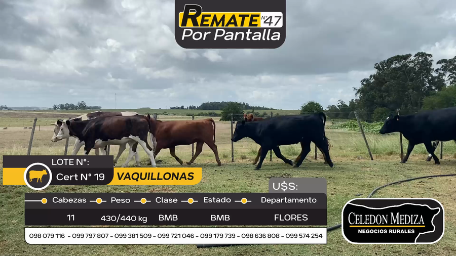 Lote 11 Vaquillonas  en Otra Localidad, Flores