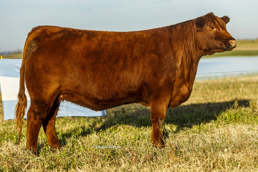 Lote Vaquillonas y Terneras La Juanita