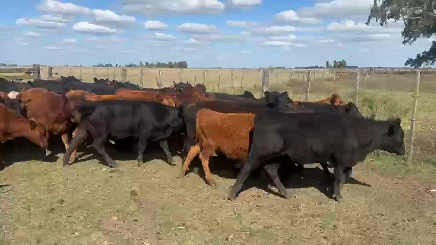 Lote 110 Terneras EN AZUL