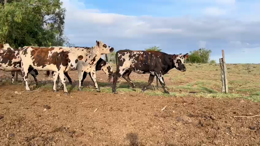 Lote VAQUILLONAS 1 a 2 AÑOS