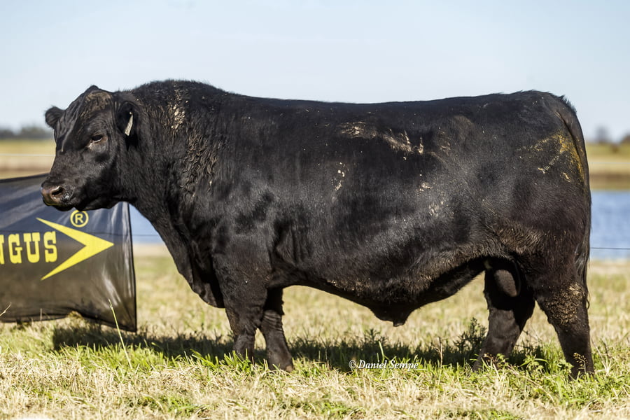 Lote Selección de Toros Surangus