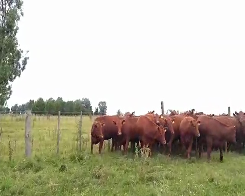 Lote 40 Vaquillonas en Coronel Pringles, Buenos Aires