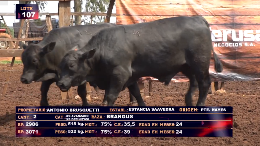 Lote ANTONIO BRUSQUETTI- LOTE 107 - EN VIVO