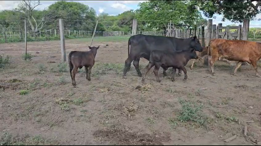 Lote 105 Vacas nuevas C/ cria en Pirané, Formosa