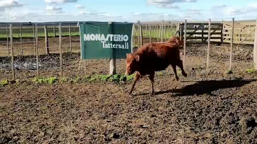 Lote 60 Terneras en Olavarría