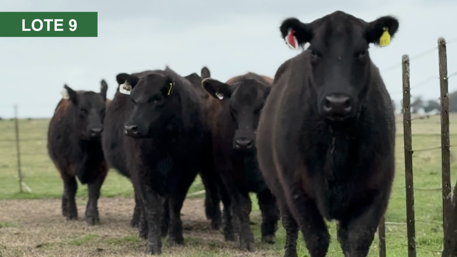 Lote 6 Vaquillonas preñadas ANGUS a remate en 40º Remate Anual - Cabaña Los Pinos en Balcarce