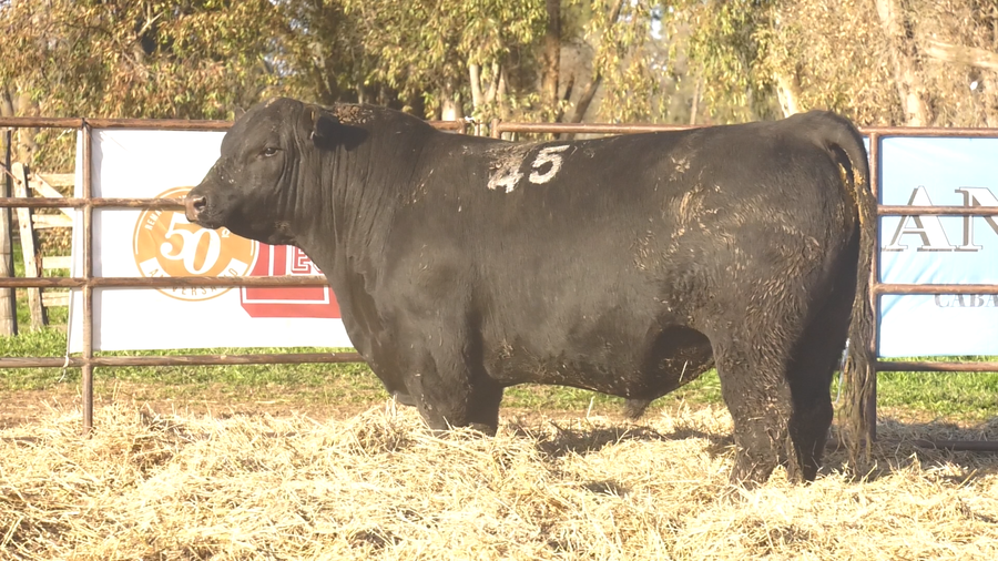 Lote TOROS ANGUS NEGROS  PC