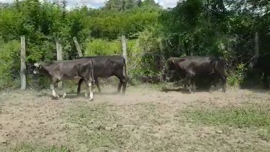 Lote 70 Terneros en Santa Sylvina, Chaco