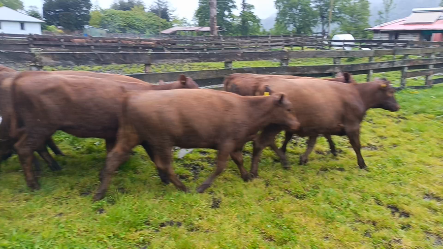 Lote 50 Vaquilla Engorda en Futrono, XIV Región Los Ríos