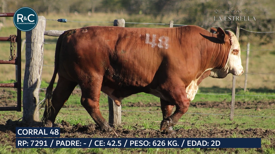 Lote Toro Braford