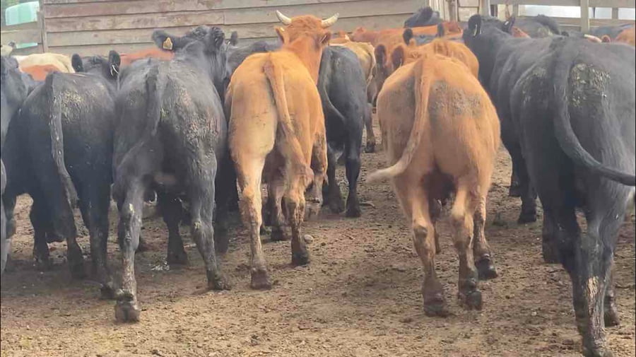 Lote 40 Novillo Engorda en Frutillar, X Región Los Lagos