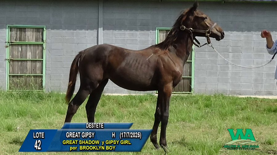Lote GREAT GIPSY