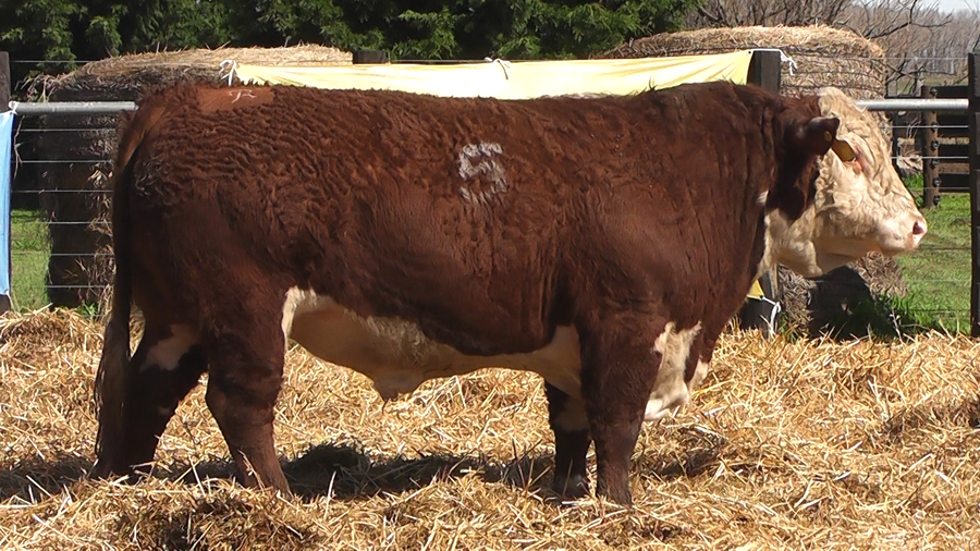Lote TOROS P. HEREFORD PURO REGISTRADO