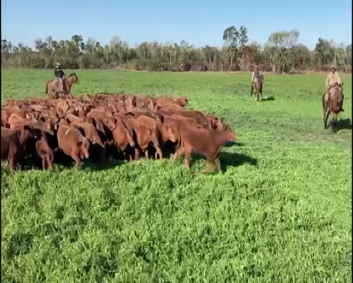 Lote 150 Terneras en El Colorado, Formosa