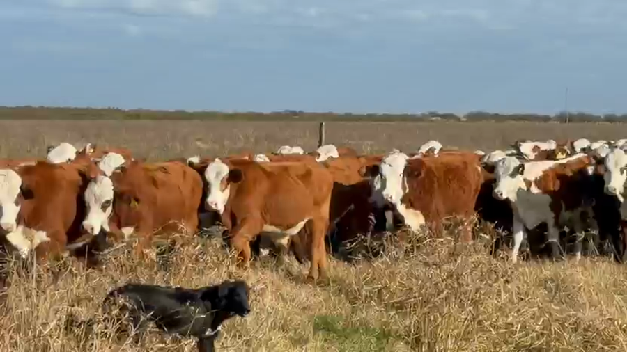 Lote 150 Novillitos