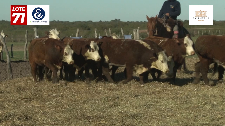 Lote Vaquillas Braford Generales para Servicio (Aptas Reproductivas por Tacto Rectal)