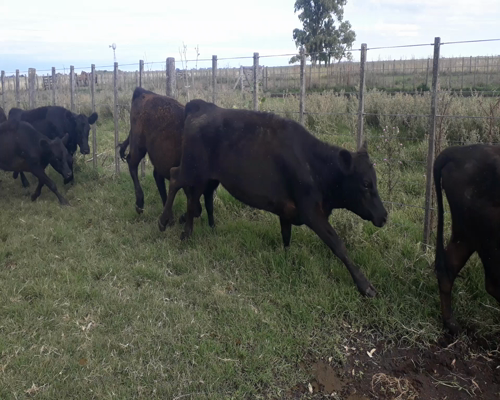 Lote 80 Terneras en Olavarría, Buenos Aires