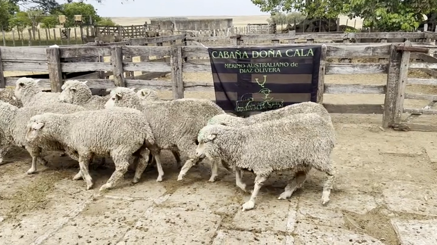 Lote Borregas 2D y DL (MO: Si)