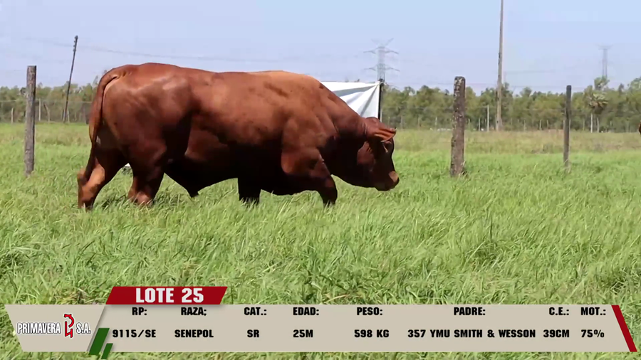 Lote LOTE 25