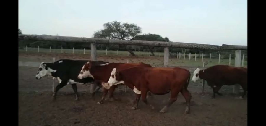 Lote 70 Vacas en La Eduvigis, Chaco