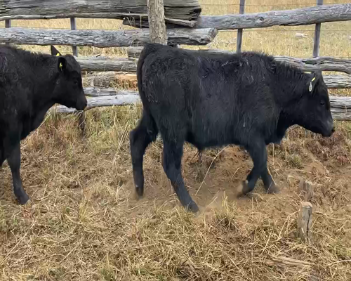 Lote 24 Ternero en Coyhaique, XI Región Aysén