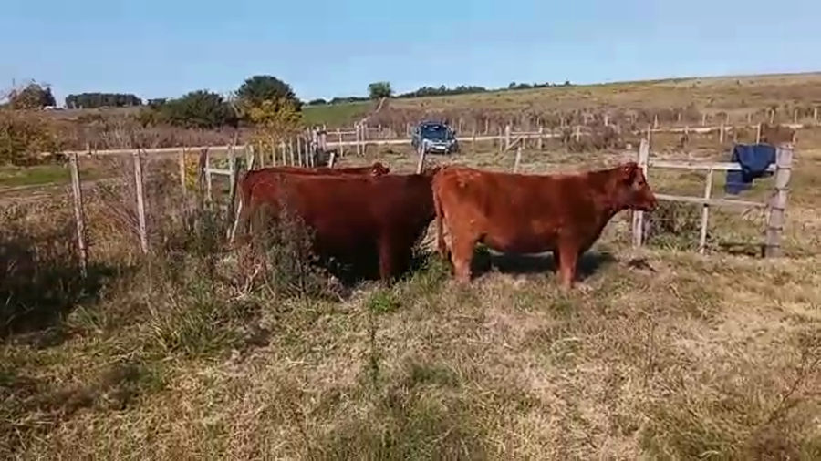 Lote (Vendido)5 Vaquillonas 1 a 2 años ANGUS a remate en Pantalla Camy Mayo - Desde La Cuenca 360kg - , San José