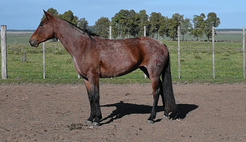 Lote HG GOLONDRINA