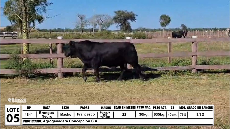 Lote Lote 5