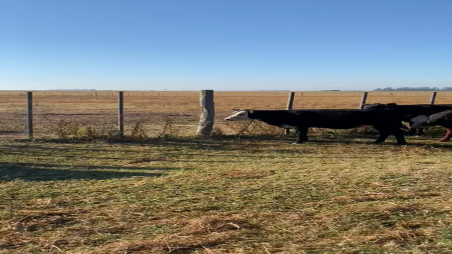 Lote 30 Terneras en Daireaux, Buenos Aires