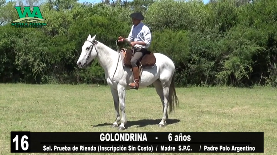 Lote GOLONDRINA