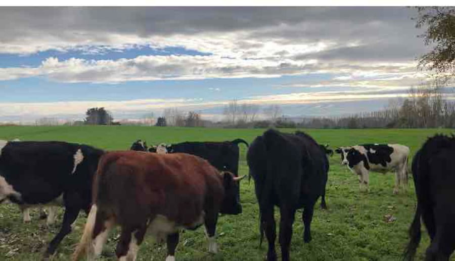 Lote 45 Novillo Gordo en Río Bueno, XIV Región Los Ríos