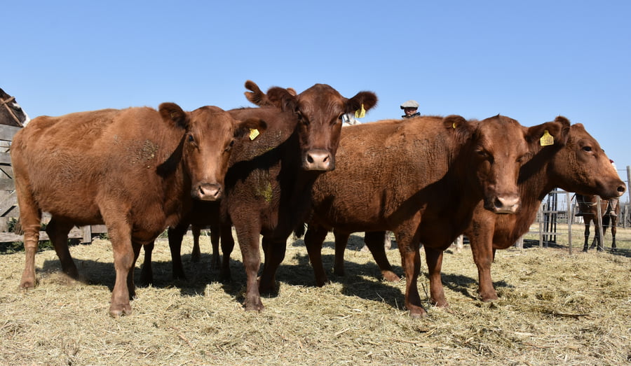 Lote VAQUILLONAS DE PEDIGREE PREÑADAS(COLORADA)(Corral 65)