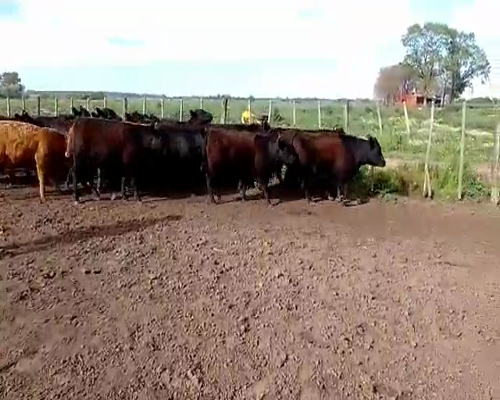 Lote 20 Novillitos en San Andrés de Giles, Buenos Aires