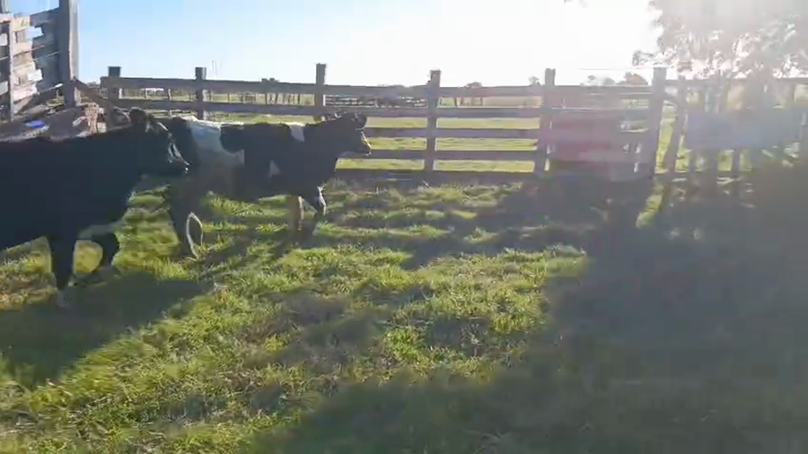 Lote 3 Terneras a remate en Pantalla Camy - Aniversario 31 Años, San José