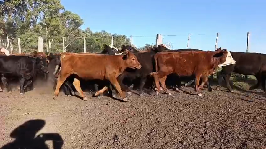 Lote 70 Terneros en Buenos Aires, Las Flores