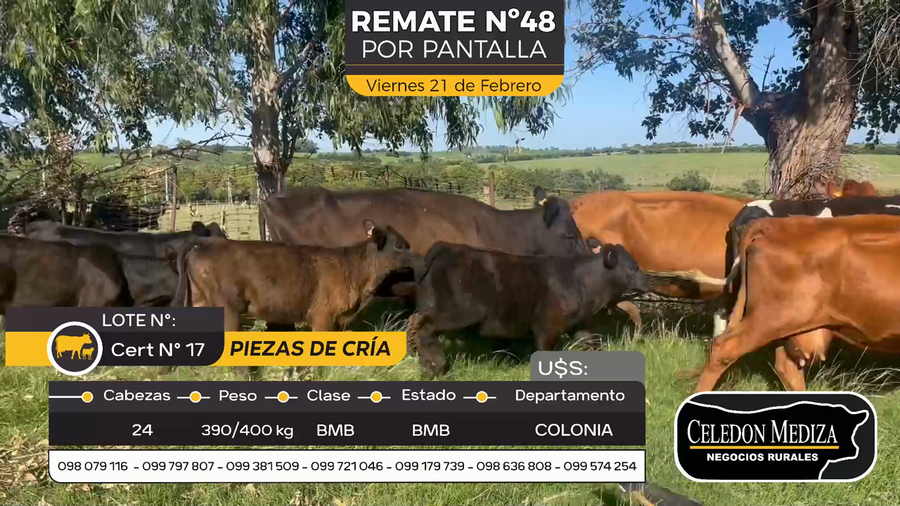 Lote 24 Piezas de cría en Otra Localidad, Colonia