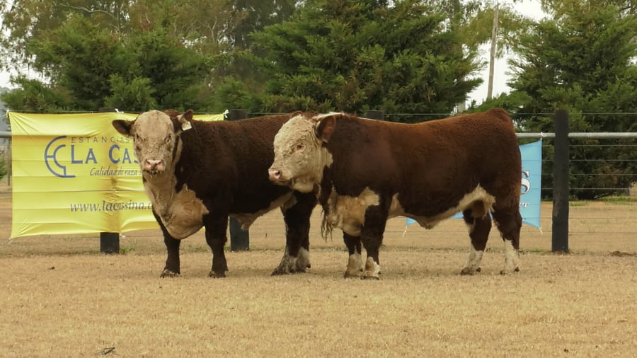 Lote TOROS P. HEREFORD PUROS DE PEDIGREE