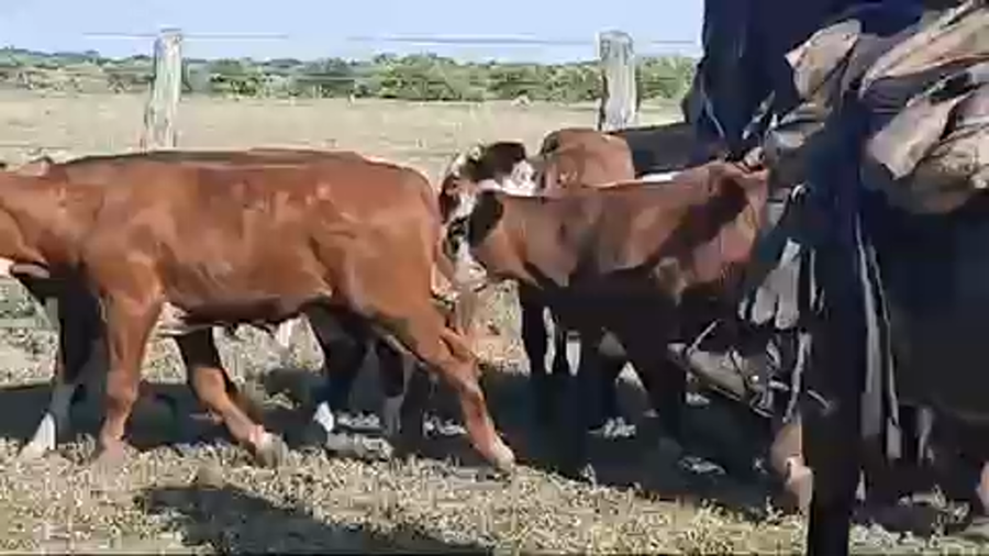 Lote 70 Terneros en Esquina, Corrientes