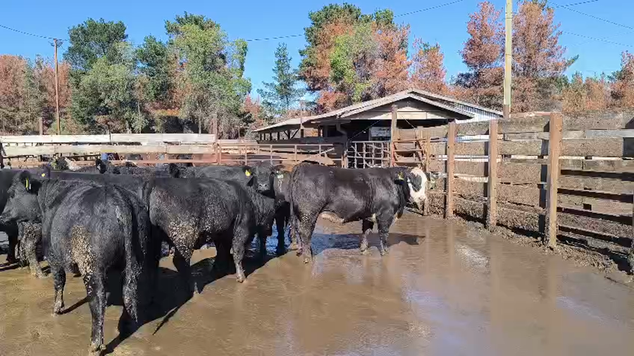 Lote 20 Vaquilla Gorda en Los Ángeles, VIII Región Biobío