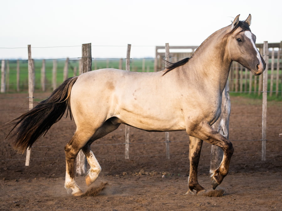 Lote Del Goyaz Lucero