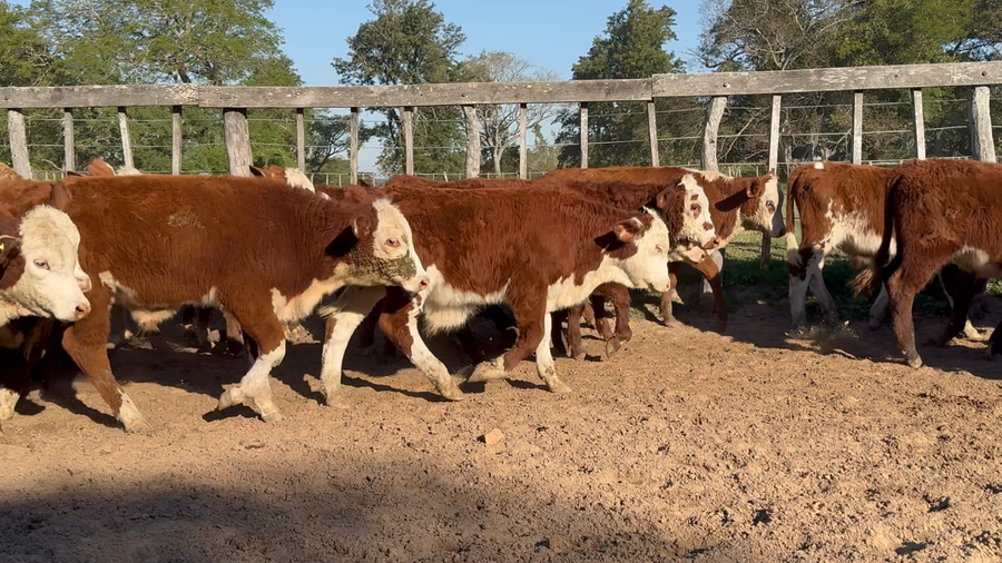 Lote 80 Terneros