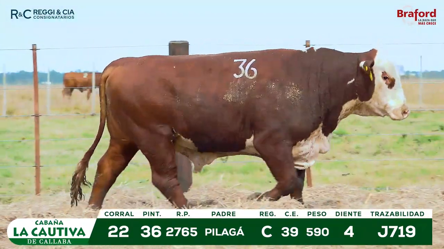 Lote TOROS BRAFORD  REGISTRADOS Cabaña La Cautiva