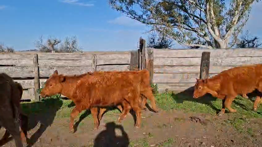 Lote 35 Terneros/as