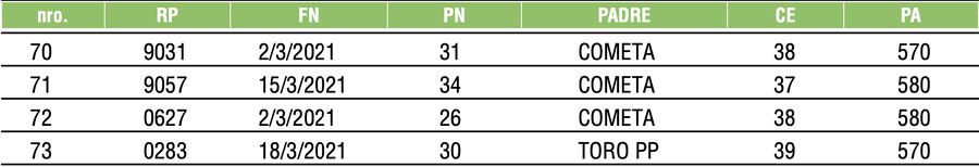 Lote TOROS ANGUS NEGROS PC