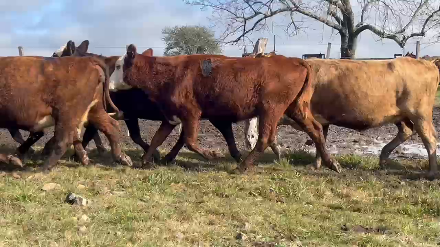 Lote 22 Vacas de invernar en Corrientes, Curuzu Cuatia