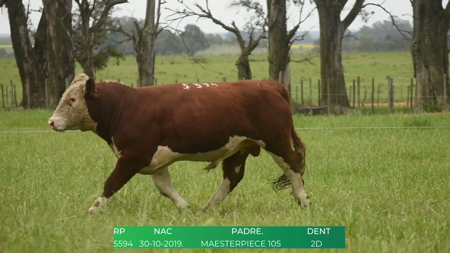 Lote Toros POLLED HEREFORD a remate en 4º  Remate  Anual Cabaña El Treból en Liga de Trabajo de Guichón